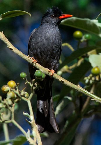 Square-tailed bulbul